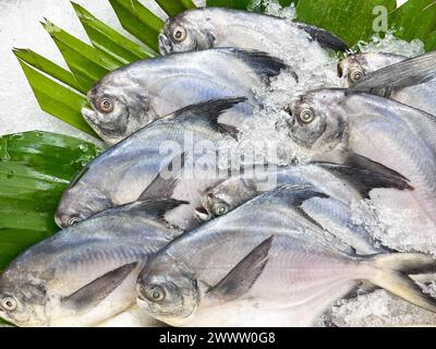 Roher Pomfret-Fisch serviert mit Eis Stockfoto