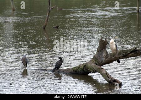 Drei zum Preis von einem! Ein Kormorant, ein Darter und ein Reiher teilen sich einen toten Baumzweig im Jells Park Lake in Victoria, Australien. Stockfoto