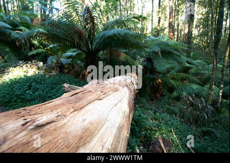 Ein gefallener Riese liegt auf dem Waldboden des Dandenong Ranges National Park. Hat jemand gehört, dass es gefallen ist? Es war weit entfernt von allen Straßen oder gebildeten Gleisen. Stockfoto