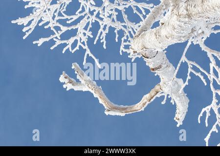Eis und Schnee auf Baumästen vor klarem blauen Himmel Stockfoto