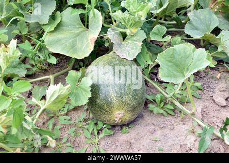 Nahaufnahme der reifenden Melone im Gemüsegarten. Hochwertige Fotos Stockfoto
