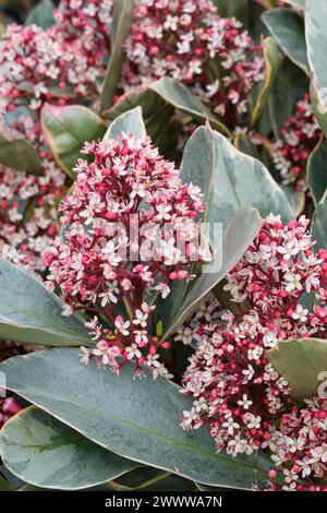 Skimmia japonica Perosa, Skimmia Perosa, graugrüne Blätter, gelbe Ränder, rote Knospen, sternförmige weiße Blumen, männliche Skimmia Stockfoto