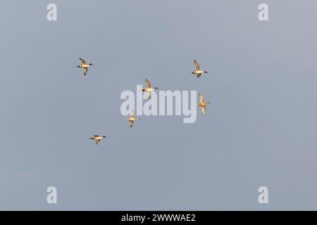 Northern pintail Anas acuta, 6 Erwachsene, 4 Männer und 2 Frauen fliegen, Suffolk, England, März Stockfoto