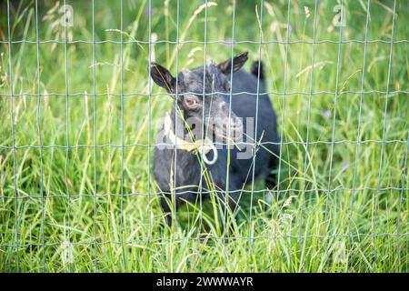 Süße kleine schwarze Ziege, die an einem sonnigen Tag auf einer Farm hinter einem Zaun spaziert Stockfoto