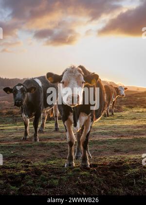 Kühe im New Forest blicken in die Kamera und werden von der frühen Morgensonne auf einer Seite sanft beleuchtet Stockfoto