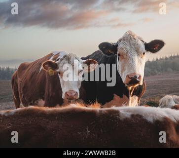 Kühe im New Forest blicken in die Kamera und werden von der frühen Morgensonne auf einer Seite sanft beleuchtet Stockfoto
