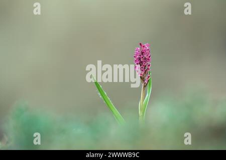 Frühe Marsh Orchidee; Dactylorhiza incarnata; Blüte; Großbritannien Stockfoto