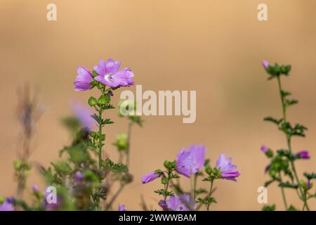 Musk Mallow; Malva moschata; Blüte; UK Stockfoto