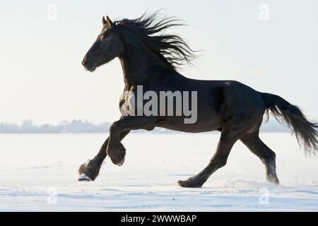 Friesischer Pferdeschengst galoppiert im Winter auf dem Feld Stockfoto