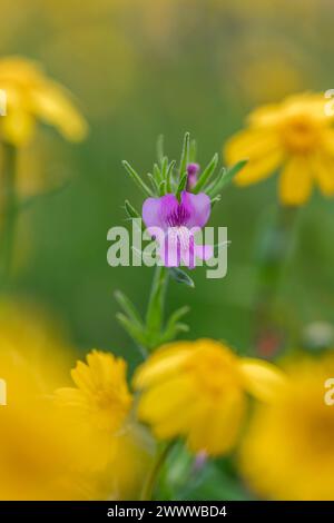 Weaselsnout; Misopates orontium; Blütezeit; Großbritannien Stockfoto