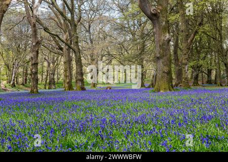 BlackBerry Camp; Iron Age Hill Fort; Bluebells in Flower; Devon; Großbritannien Stockfoto