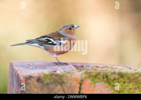Chaffinch; Fringilla coelebs; männlich; on Brick; UK Stockfoto