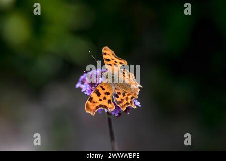 Comma Butterfly; Polygonia c-Album; auf Verbena bonariensis; Großbritannien Stockfoto