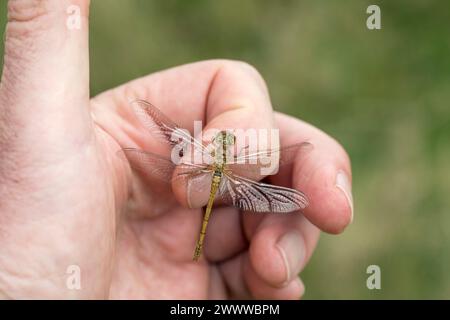 Common Darter Libelle; Sympetrum striolatum; weiblich zur Hand; UK Stockfoto