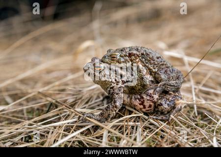 Gewöhnliche Kröten; Bufo bufo; in Umarmung; Großbritannien Stockfoto