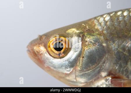 Roach x rudd Hybridfisch Stockfoto