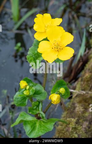 marsh Ringelblume in Blume für Teich Stockfoto
