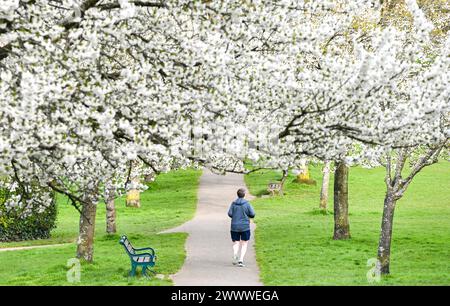 Brighton UK 26. März 2024 - ein Läufer am frühen Morgen durchquert eine Avenue der Spring Blossom in Hove Park, Brighton, trotz des anhaltend kühlen, unruhigen Wetters : Credit Simon Dack / Alamy Live News Stockfoto