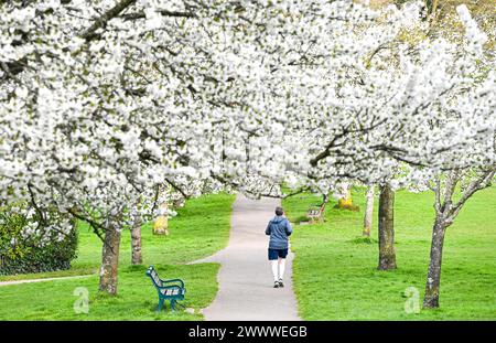 Brighton UK 26. März 2024 - ein Läufer am frühen Morgen durchquert eine Avenue der Spring Blossom in Hove Park, Brighton, trotz des anhaltend kühlen, unruhigen Wetters : Credit Simon Dack / Alamy Live News Stockfoto