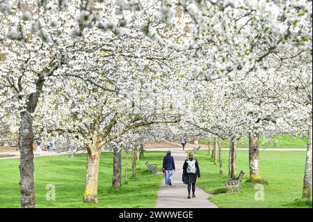 Brighton UK 26. März 2024 - Walkers Pass passieren eine Avenue der Spring Blossom in Hove Park, Brighton trotz des anhaltend kühlen, unruhigen Wetters : Credit Simon Dack / Alamy Live News Stockfoto