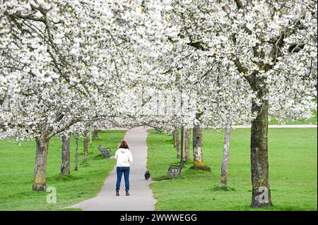 Brighton UK 26. März 2024 - Ein Hundeschlittenläufer durchquert eine Avenue der Spring Blossom in Hove Park, Brighton, trotz des anhaltend kühlen, unruhigen Wetters : Credit Simon Dack / Alamy Live News Stockfoto