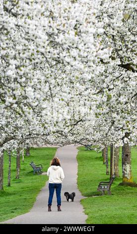 Brighton UK 26. März 2024 - Ein Hundeschlittenläufer durchquert eine Avenue der Spring Blossom in Hove Park, Brighton, trotz des anhaltend kühlen, unruhigen Wetters : Credit Simon Dack / Alamy Live News Stockfoto