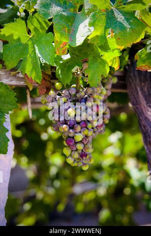 Nahaufnahme von saftigen Weintrauben, die von einem freien Boden der Weinrebe hängen Stockfoto