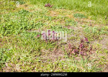 Nahaufnahme von Unkraut auf einem Rasen in einem britischen Garten, mit violetter Totzessel. Gartenpflege und Unkrautbekämpfung. Stockfoto