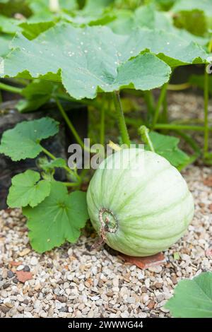 Winter Squash Crown Prince wächst im Sommer in einem Gemüsegarten, Großbritannien Stockfoto