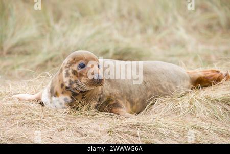 Junge weibliche Robbe allein in Sanddünen am Strand im Winter. Horsey Gap, Norfolk, Großbritannien Stockfoto