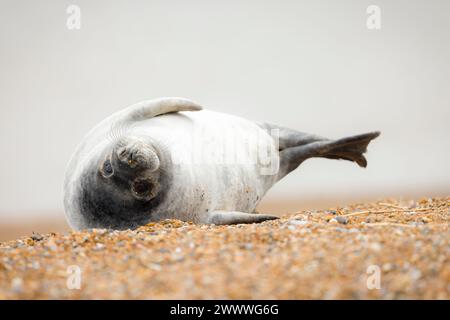 Graurobbenwelpen (Halichoerus grypus) allein im Winter an einem Strand, Norfolk Coast, Großbritannien Stockfoto