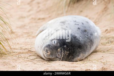 Graurobben (Halichoerus grypus) schlafen im Winter in Sanddünen am Strand. Horsey Gap, Norfolk, Großbritannien Stockfoto