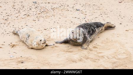 Männliche und weibliche Graurobben (Halichoerus grypus) am Strand im Winter in Horsey Gap, Norfolk, Großbritannien Stockfoto