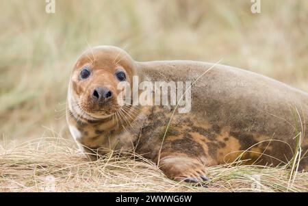 Junge weibliche Robbe allein in Sanddünen am Strand im Winter. Horsey Gap, Norfolk, Großbritannien Stockfoto
