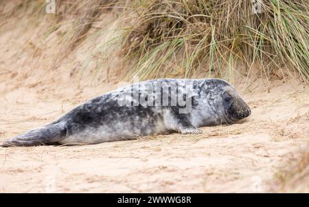 Graurobben (Halichoerus grypus) allein in Sanddünen am Strand im Winter. Horsey Gap, Norfolk, Großbritannien Stockfoto