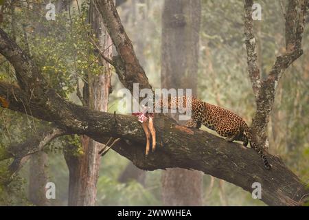Der indische Leopard Panthera pardus fusca nähert sich auf einem schrägen Baumzweig seiner im Baum hängenden Beute mit einer dichten Kulisse des Kabini-Waldes, Indien. Stockfoto