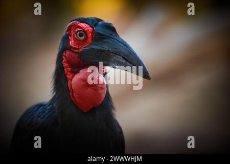 Nahaufnahme Porträt eines Südstaaten-Hornvogels, Bucorvus leadbeateri. Afrikanischer Vogel mit leuchtend roten Flecken im Gesicht und Hals. Rot und schwarz Stockfoto