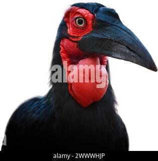 Isoliert auf weiß, Nahaufnahme Porträt eines Südstaaten-Nashornvogels, Bucorvus leadbeateri. Afrikanischer Vogel mit leuchtend roten Flecken im Gesicht und Hals. Stockfoto