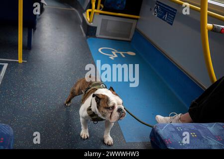 Eine britische Bulldogge fährt am 19. März 2024 auf dem Boden eines ruhigen, tagsüber in London gelegenen Busses. Der Bulldog ist eine britische Rasse von Mastiff, auch bekannt als englischer Bulldog oder British Bulldog, mit einem Gewicht von 40–55 lb (18–25 kg). Stockfoto