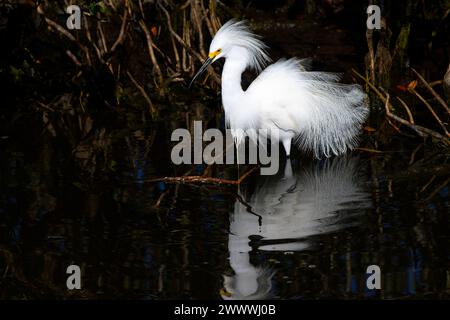 Schneereiher (Egretta thula) mit Zuchtgefieder auf der Suche nach Mangrovensumpf mit Reflexion, Merrit Island Wildschutzgebiet, Florida, USA. Stockfoto