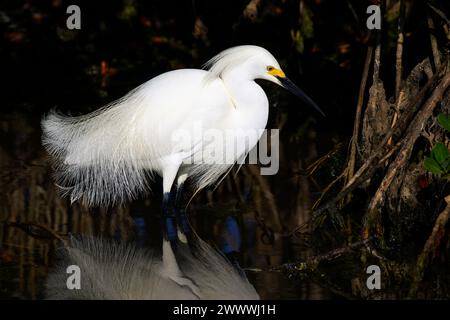 Schneereiher (Egretta thula) mit Zuchtgefieder auf der Jagd im Mangrovensumpf, Merrit Island Wildschutzgebiet, Florida, USA. Stockfoto