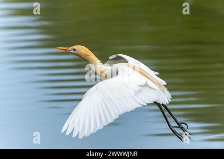 Rinderreiher im Flug im Junggefieder Stockfoto