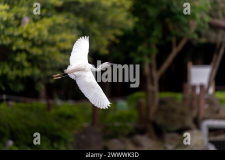 Toller Reiher im Flug, Flügel weit offen, Park in Taiwan Stockfoto
