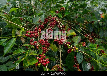 Kaffeebohnen, Kaffeekirschbohnen auf Baum, Chiriqui, Panama, Zentralamerika – Stockfoto Stockfoto