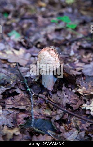 Essbare Pilze Amanita rubescens, auch bekannt als Erröten amanita. Wilde Pilze, die zwischen den herabfallenden Blättern im Herbstwald wachsen. Stockfoto