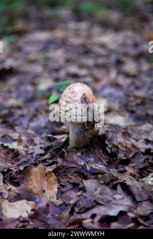 Essbare Pilze Amanita rubescens, auch bekannt als Erröten amanita. Wilde Pilze, die zwischen den herabfallenden Blättern im Herbstwald wachsen. Stockfoto