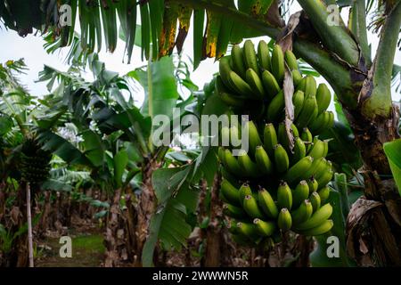 Eine Gruppe grüner Bananen hängt an einem Bananenbaum auf Terceira Island, Azoren. Lebhafte tropische Szene. Stockfoto