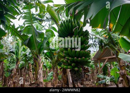 Eine Gruppe grüner Bananen hängt an einem Bananenbaum auf Terceira Island, Azoren. Lebhafte tropische Szene. Stockfoto