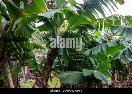 Eine Gruppe grüner Bananen hängt an einem Bananenbaum auf Terceira Island, Azoren. Lebhafte tropische Szene. Stockfoto