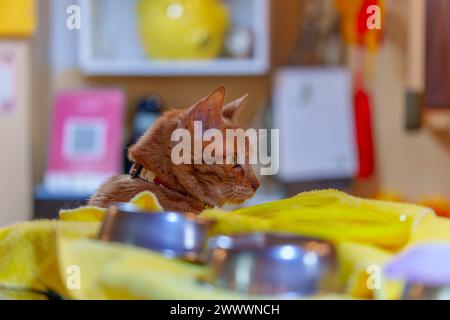 Porträt einer neugierigen Katze Stockfoto